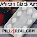 African Black Ant 16